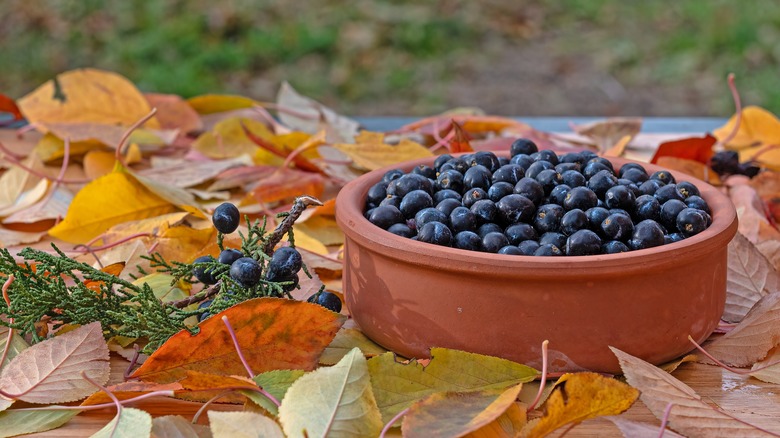 Fresh juniper berries in clay bowl with autumn leaves